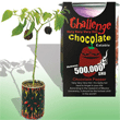 Chocolate Habanero Magic Plant